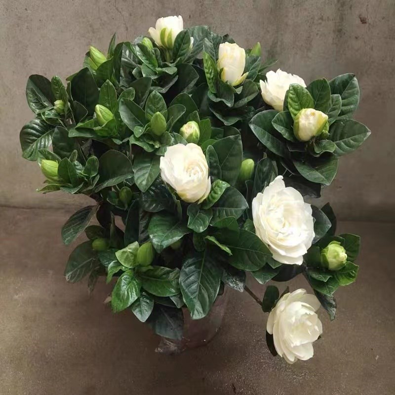 独杆栀子花盆栽带花苞老桩树苗室外大叶牡丹棒棒糖阳台浓香型花卉