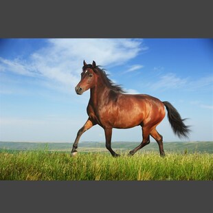 骏马海报一匹马吃草的马野马动物画生肖图宿舍房间装饰墙贴画自粘