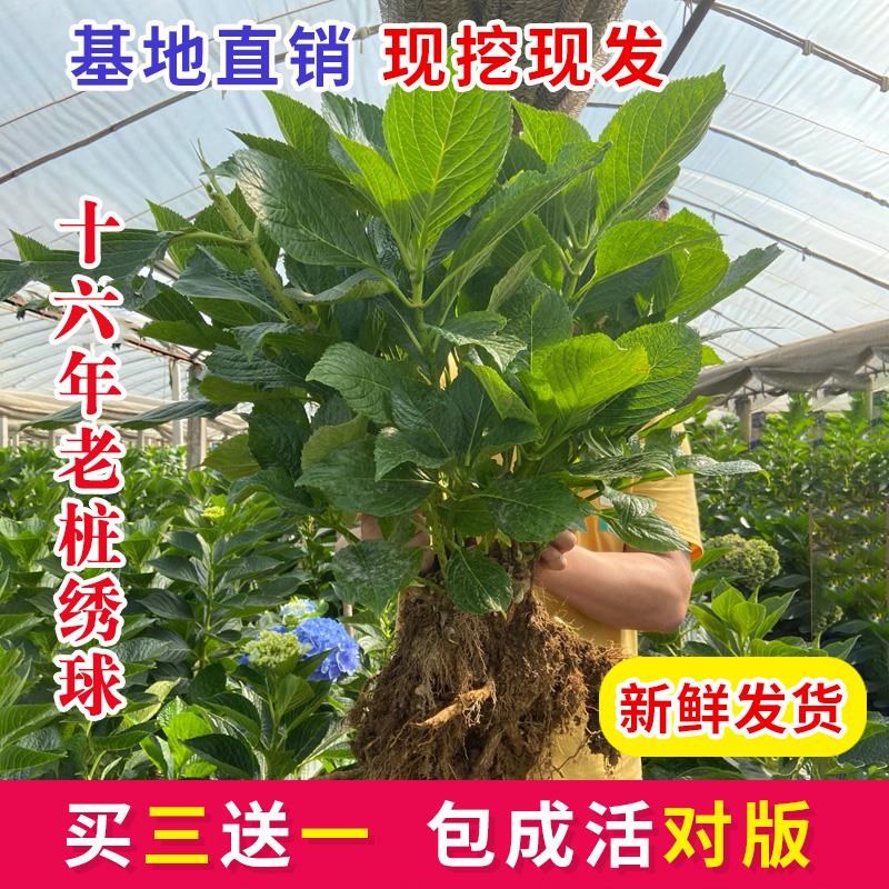 绣球花苗老桩无尽夏盆栽地载室内阳台庭院特大花卉耐寒植物四季开