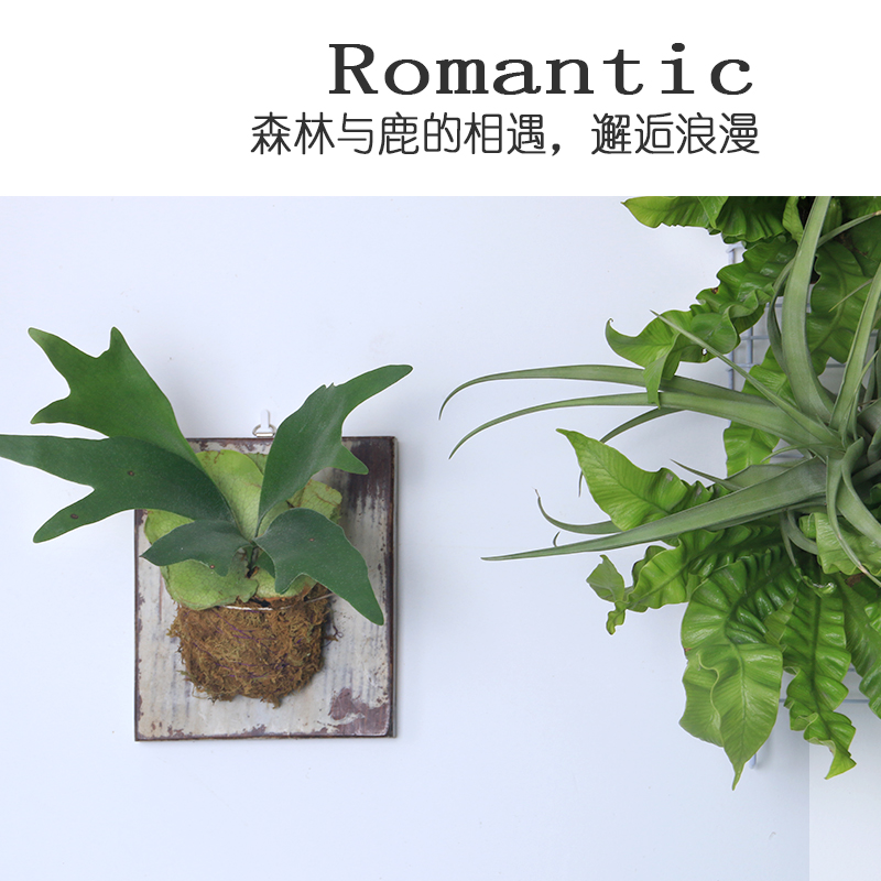 植物幻想鹿角蕨网红北欧风四季上墙室内花卉好养盆栽办公室挂板