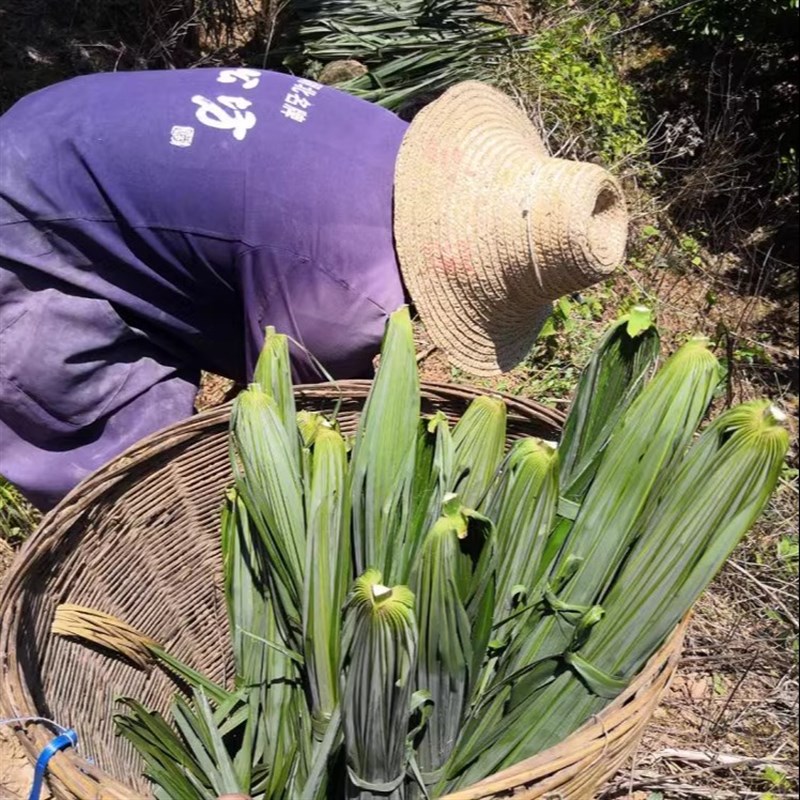 棕树叶新鲜棕榈树叶棕叶片包粽子棕编材料棕榈叶大叶包粽子绳包邮