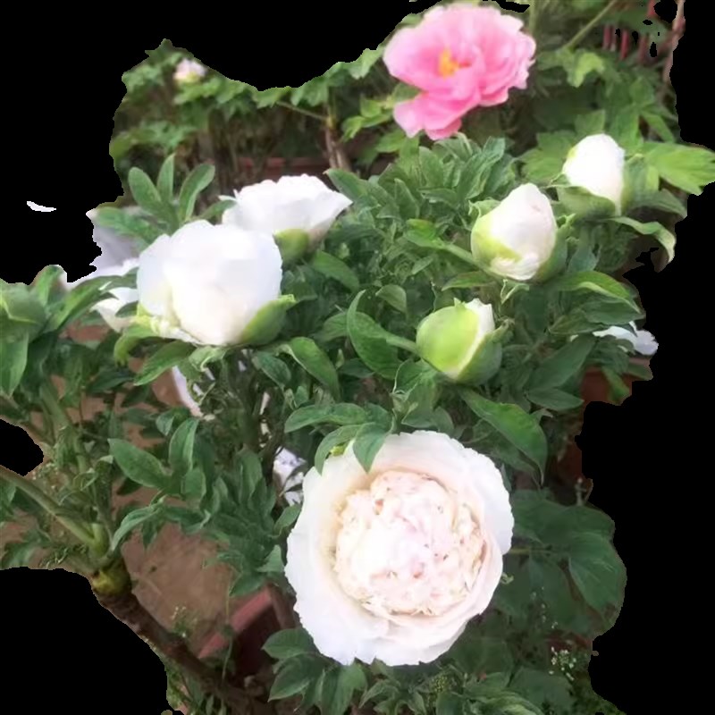 牡丹花苗洛阳盆栽正宗大苗带花苞牡丹花种耐寒重瓣花卉牡丹花树苗