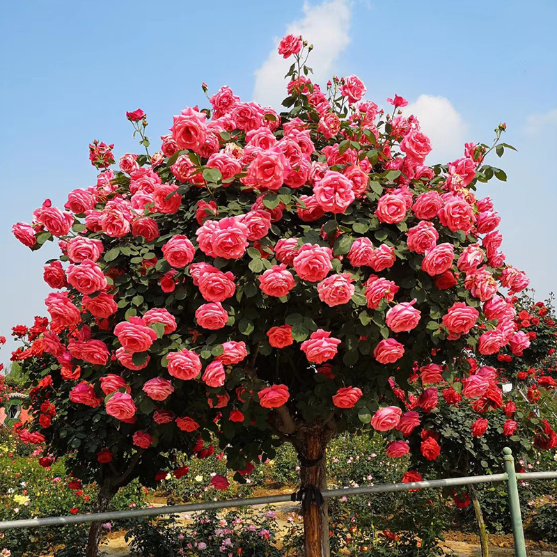 树桩月季花苗特大花朵花卉植物庭院四季开玫瑰带花棒棒糖树状月季