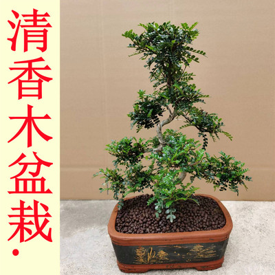 高档大型室内植物盆景 清香木盆栽绿植驱蚊虫四季常青胡椒木盆景