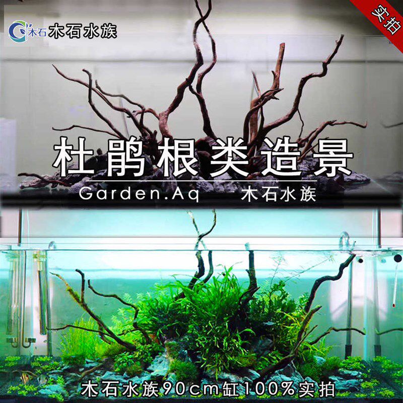 杜鹃根沉木莫斯树流木雨林爬宠箱摆件草缸造景鱼缸装饰一木成景