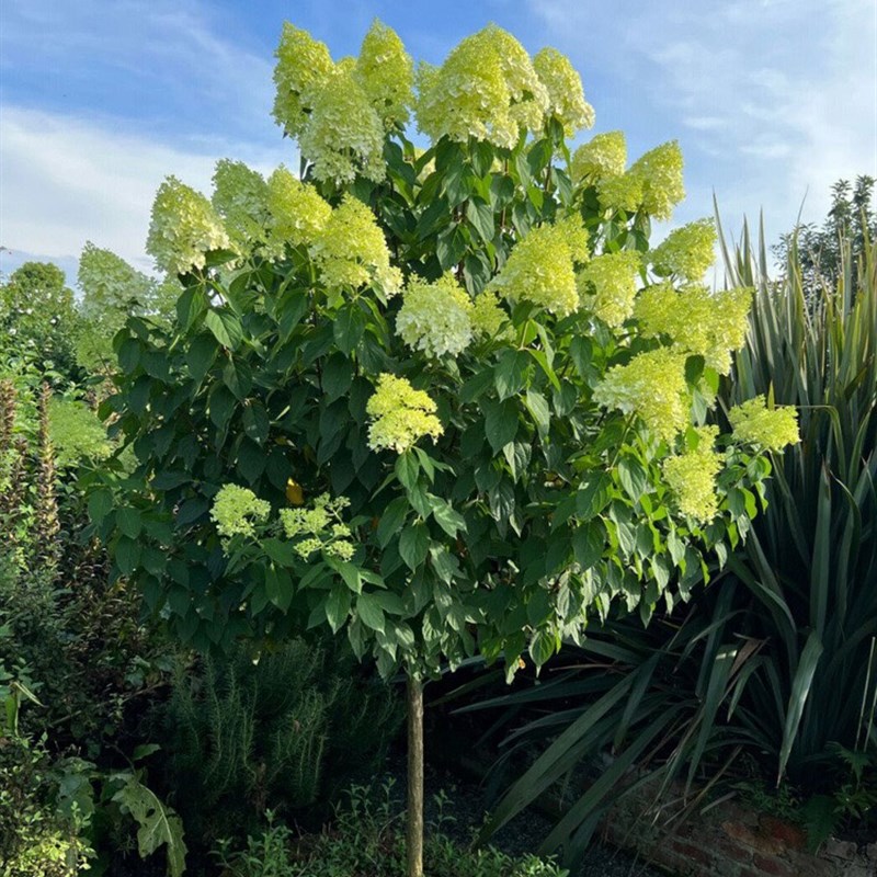 圆堆绣球花苗庭院阳台耐晒耐寒棒棒糖树形大花木本圆锥绣球木绣球