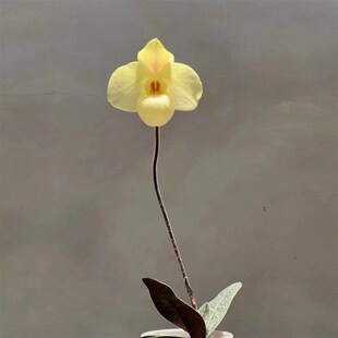 绿缘兰花-颜如玉兜兰 杏黄x德氏兜兰 杂交实生苗室内桌面型兰花