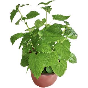 四川藿香苗鱼香盆栽茴香味五香食用霍香苗香草迷迭香花园大苗薄荷