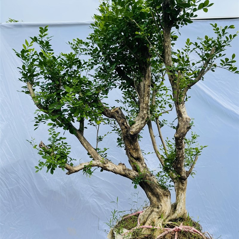 正宗九里香大小盆栽盆景树桩老桩熟桩办公室内阳台庭院绿植花卉