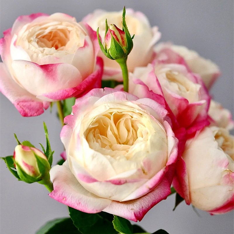 和室月季花苗大花浓香勤花开花复色渐变玫瑰盆栽花卉绿植四季栽植