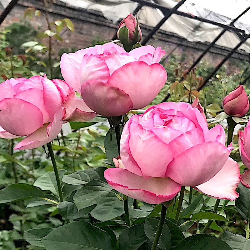 伊芙砂糖艺术阳台盆栽庭院地栽花卉勤花抗病馥郁玫瑰香分枝性好
