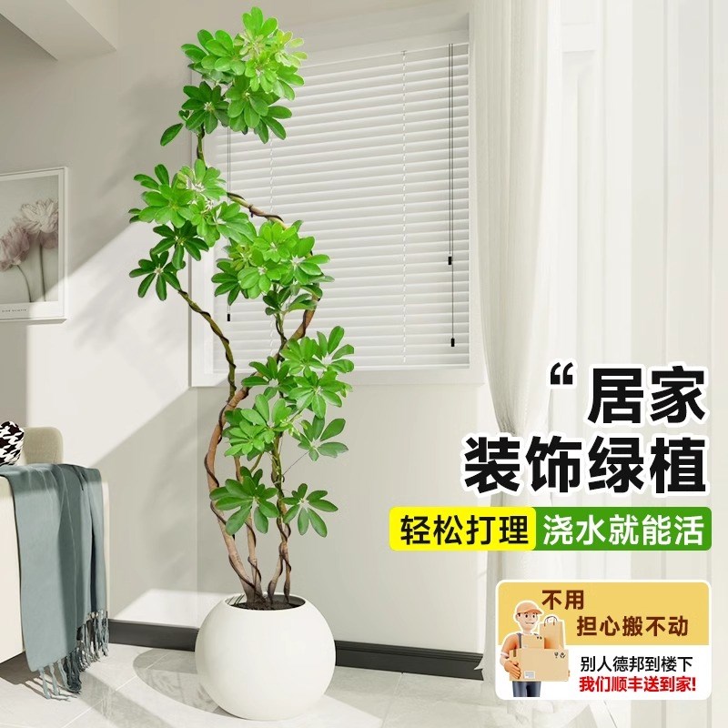 鸭脚木客厅大型盆栽室内落地式植物鸭掌木鹅掌柴八方来财真造型