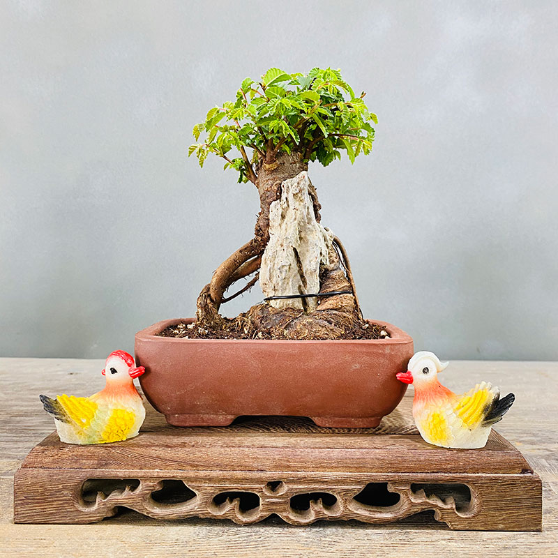 小叶榆树抱石微型盆景 榔榆老桩 室内客厅办公室阳台绿植花卉盆栽