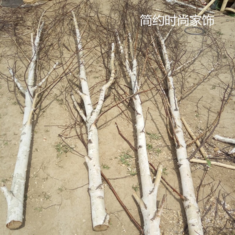 白桦树枝大树杈大树头花艺干枝田园屏风玄关隔断背景墙装饰枯树枝