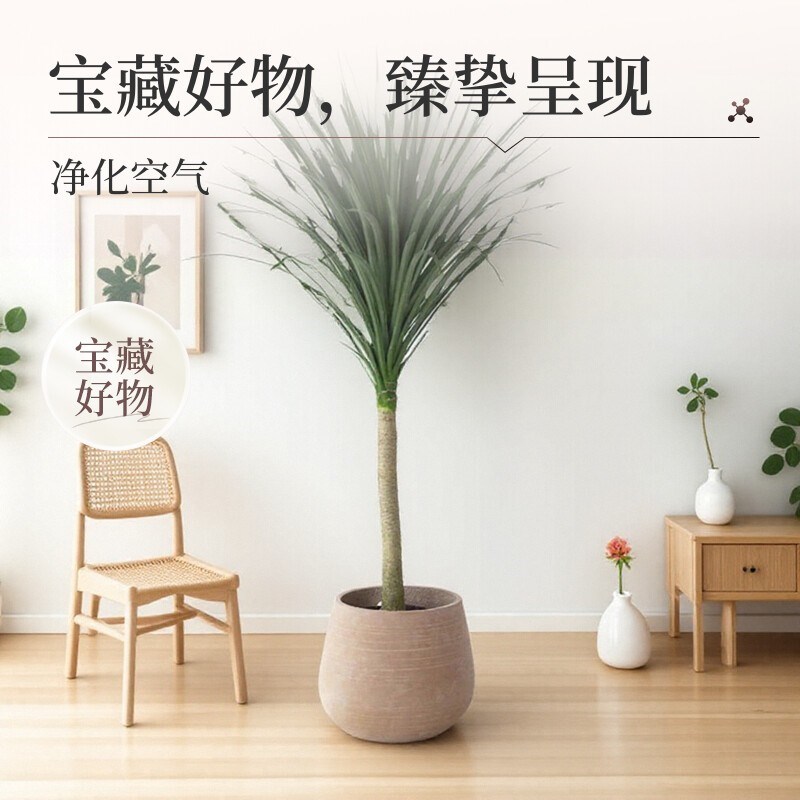 龙血树黑珍珠小苗盆栽室内客厅办公室大型绿植土培耐旱好养活植物