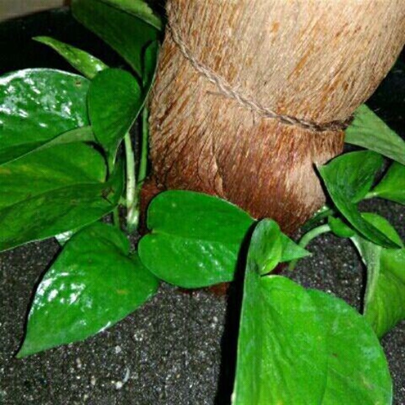 大叶绿萝【十颗插条】柱养爬藤垂盆绿萝苗圆你一个DIY 盆景梦