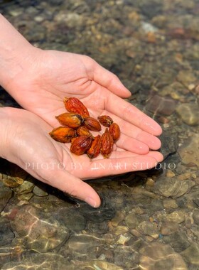 稻荷Inari 栀子 黄色系天然植物染料 草木染材 手工扎染印染DIY