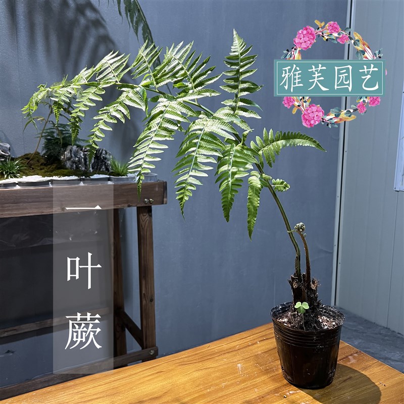 网红蕨一叶蕨室内耐阴软装植物花卉茶几书房软装盆景喜阴喜水