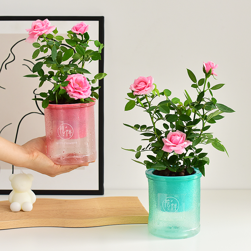 月季淑女粉色系列带花苞品种室内鲜花盆栽庭院花卉绿植阳台蔷薇香