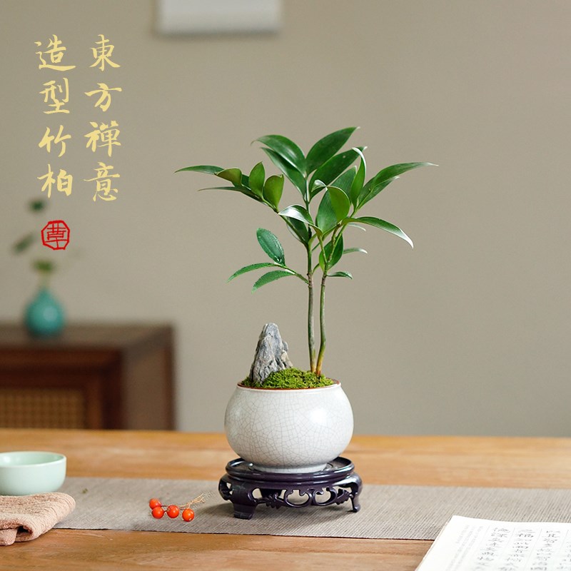 竹柏小盆景中式创意竹子盆栽办公室书房茶台室内耐阴好养桌面植物