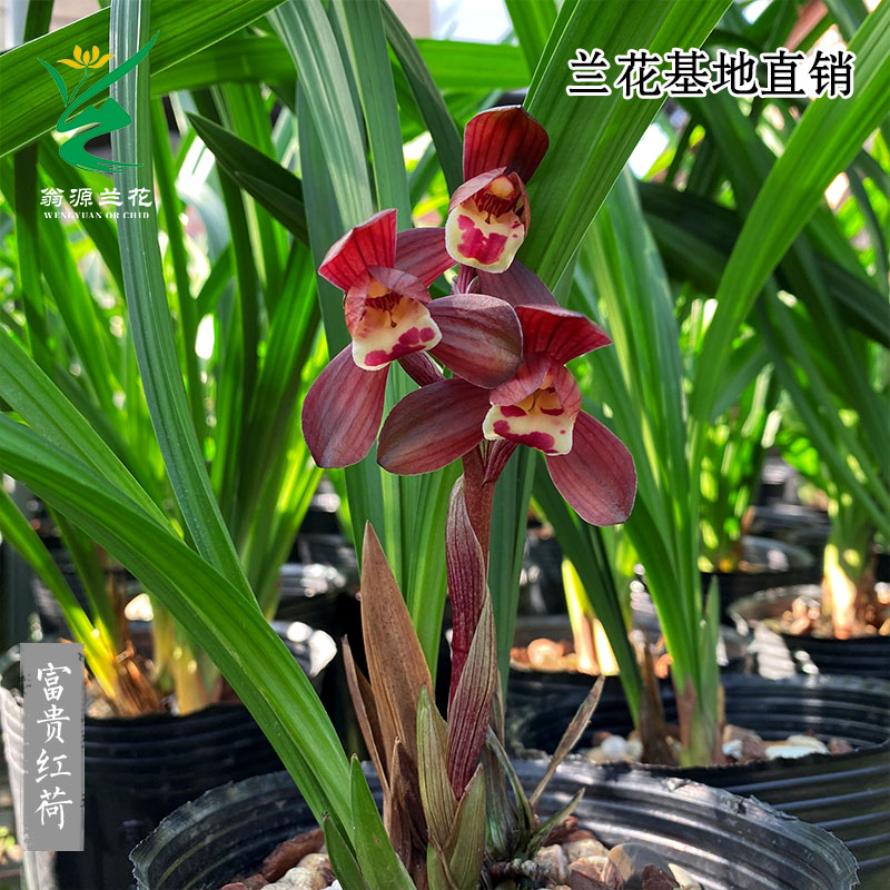 翁源兰花高端墨兰虎斑艺草富贵红荷开花浓香红花好养室内绿植盆栽