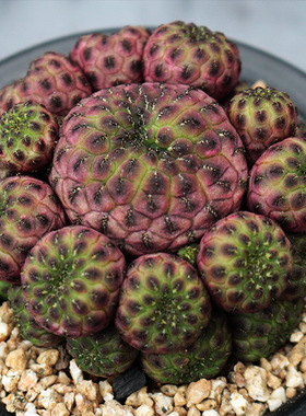 紫丽丸群仙人球精养紫色多头开花落地仙人掌多肉阳台观赏小盆栽