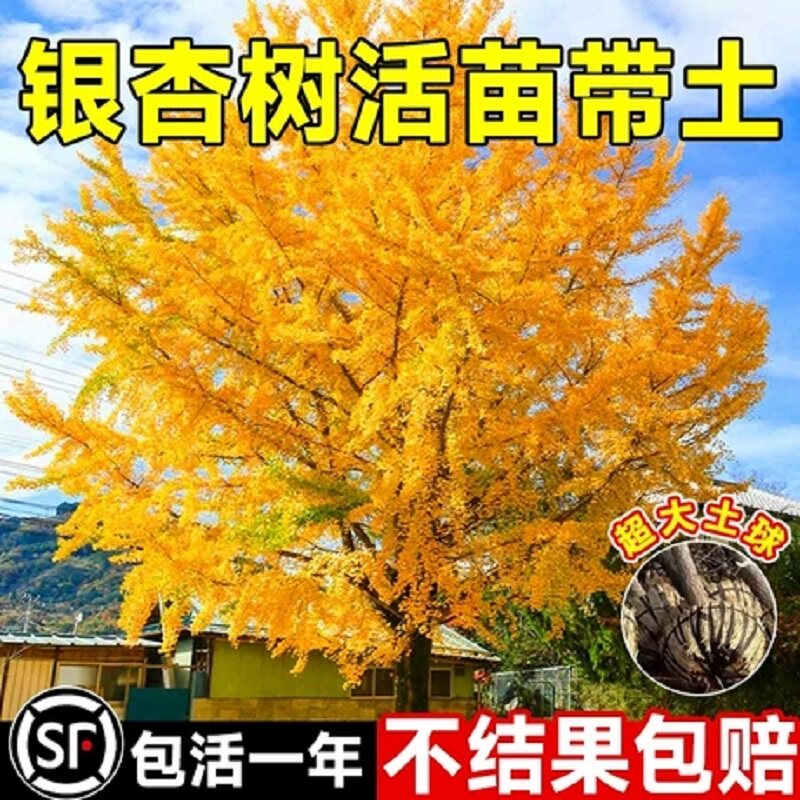 银杏树活苗带土盆栽白果树苗盆景阳台庭院地栽大苗南北方耐寒大树