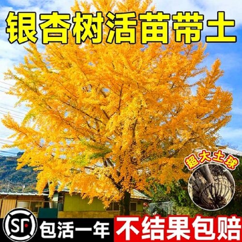 银杏树活苗带土盆栽白果树苗盆景阳台庭院地栽大苗南北方耐寒大树
