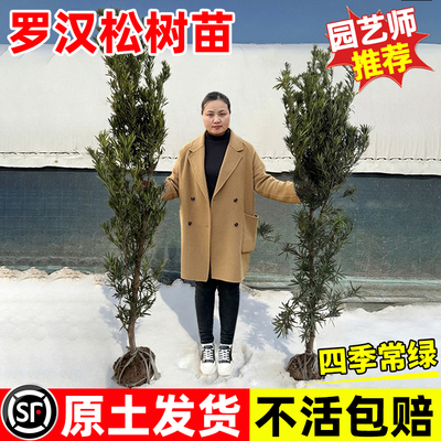 正宗罗汉松树苗大树地栽盆景别墅绿化造型树庭院耐寒四季常青植物