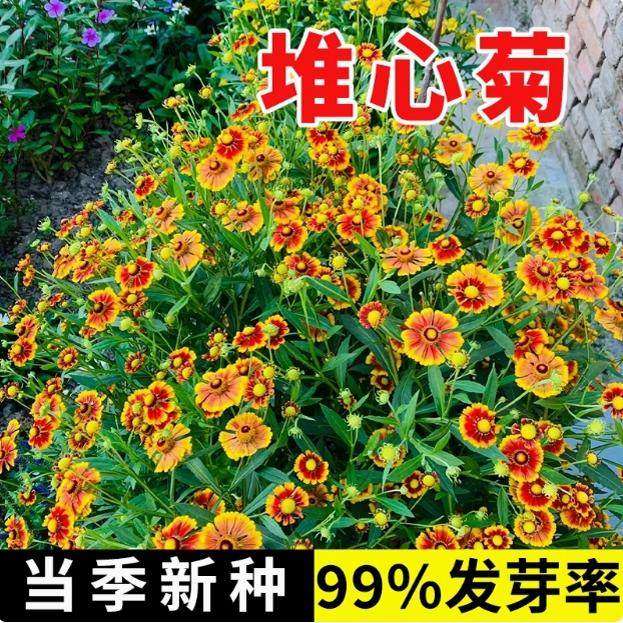 堆心菊种子花籽易种植的花籽金黄色花海花卉小菊花种子阳台盆栽,鲜花速递/花卉仿真/绿植园艺,家庭园艺种子,淘宝优惠券,粉丝福利购,淘宝优惠卷