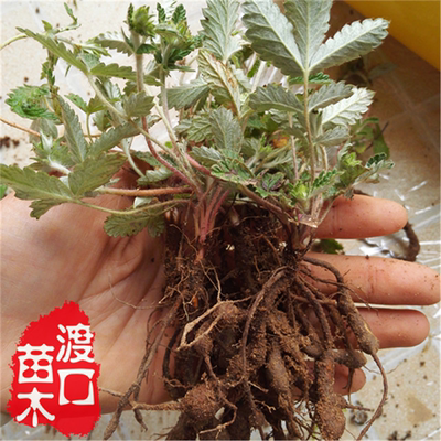 翻白草种子苗叶下鸡爪参