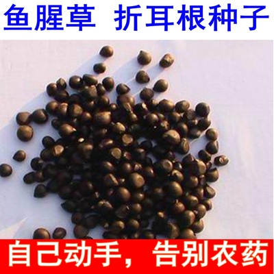 鱼腥草种子籽折耳根苗新