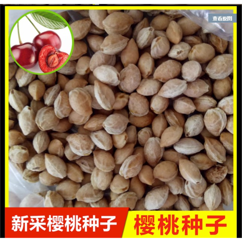 正宗大青叶樱桃种子野山花