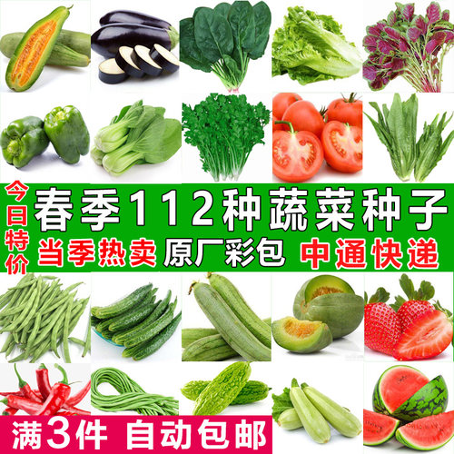 四季蔬菜种子适合阳台植青