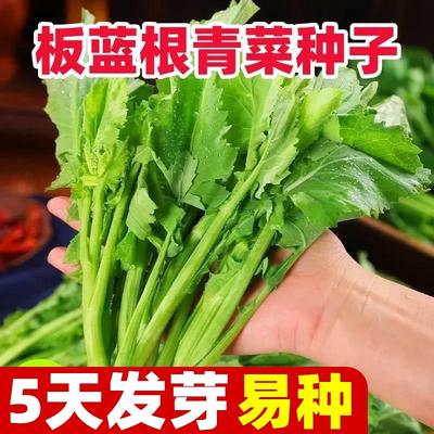 板蓝根青菜种子美味野籽耐
