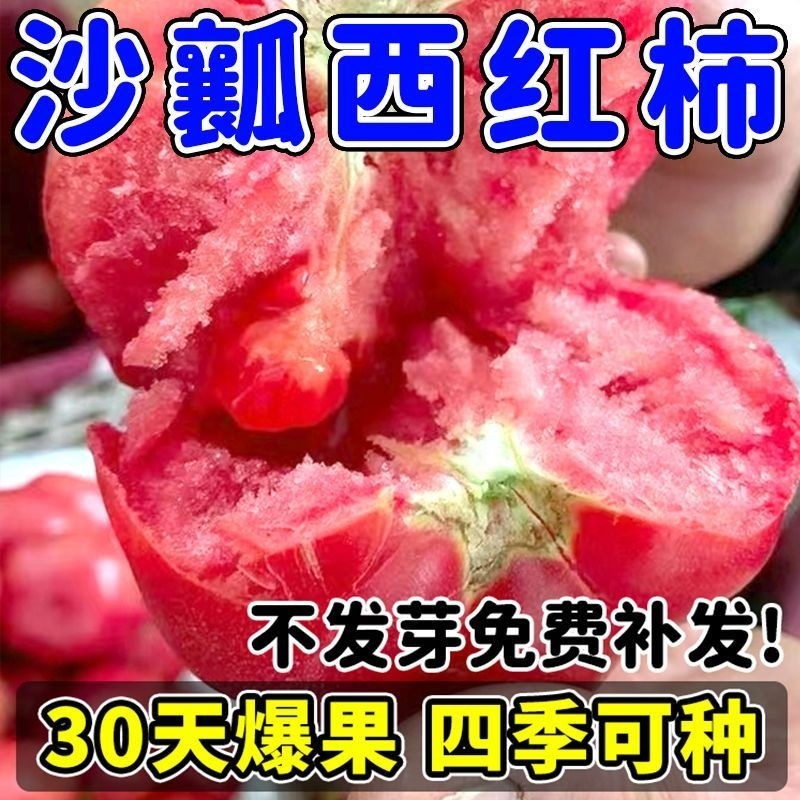 老沙瓤西红柿种子老品种番茄籽水果蔬菜薄皮肉厚高产大果口感超甜,鲜花速递/花卉仿真/绿植园艺,家庭园艺种子,淘宝优惠券,粉丝福利购,淘宝优惠卷
