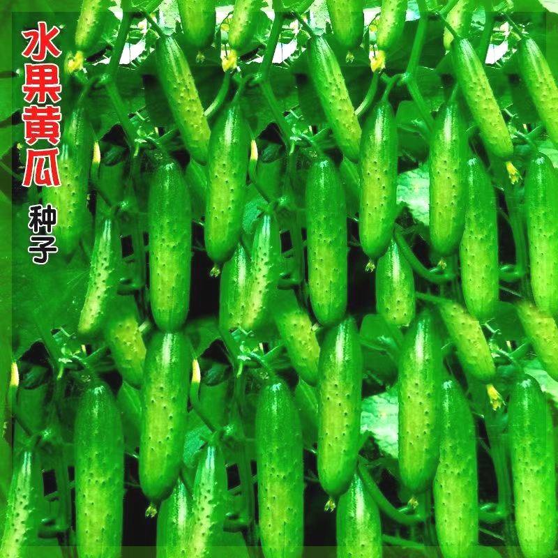 【包活挂满架】水果黄瓜种子高产南北方旱黄瓜小菜园阳台蔬菜种籽,鲜花速递/花卉仿真/绿植园艺,家庭园艺种子,淘宝优惠券,粉丝福利购,淘宝优惠卷