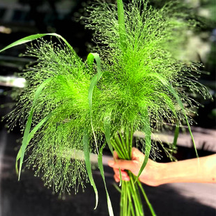 喷泉草籽种子喜阳耐半荫可切花配草观赏霜冻爆炸草孑春秋播种盆栽