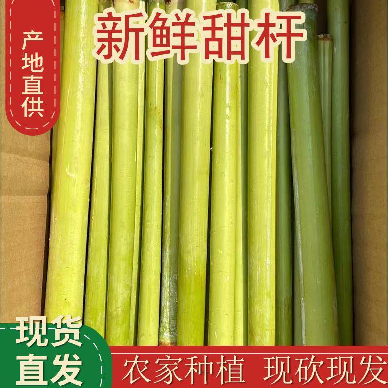 甜杆新鲜甜芦粟甜高粱杆小甘蔗芦稷现砍中段以上自家种植5斤包邮