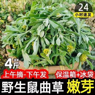 野生清明菜鼠曲草新鲜现摘清明菜青团草棉菜田艾水牛花水秋草水萩