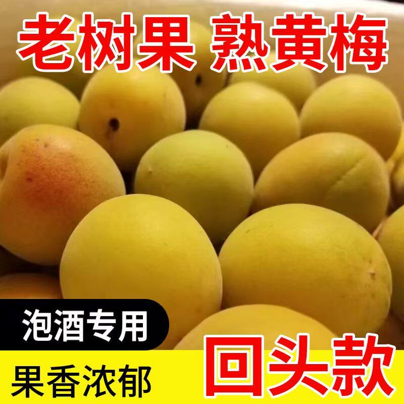 现摘黄梅熟果新鲜大果诏安完熟深山现摘生梅子酸梅泡酒专用