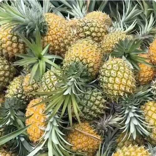 云南香水小菠萝新鲜水果9斤应当季手撕凤梨金钻波罗粉色整箱包邮