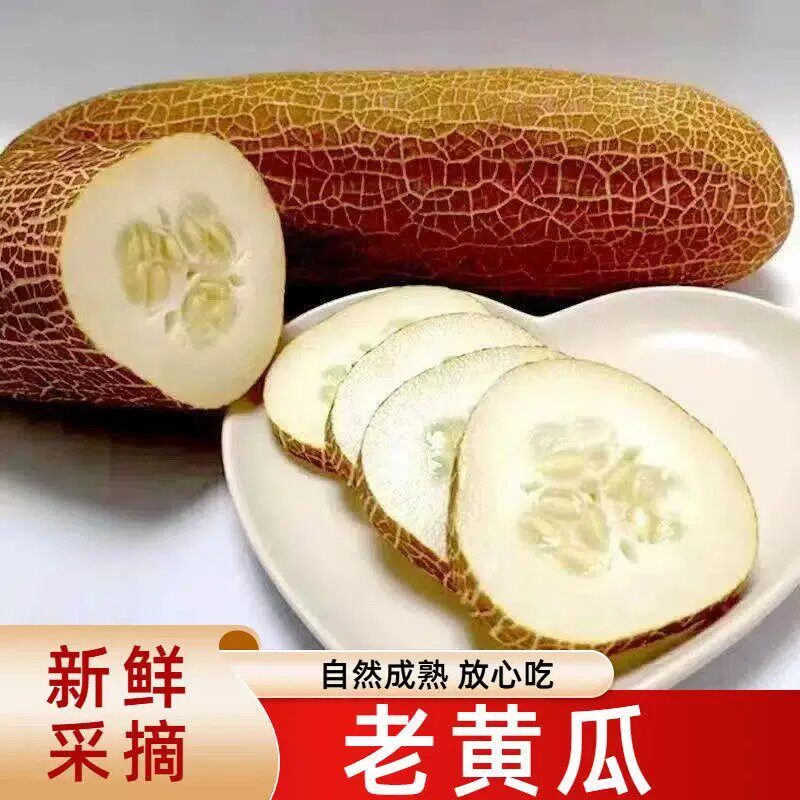 现摘老黄瓜头茬黄皮老黄瓜麻皮可口大黄瓜酸黄瓜新鲜蔬菜现摘当季