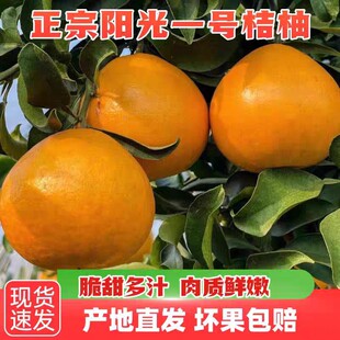 正宗阳光一号柑橘桔柚新鲜水果桔子福建建阳高山甜心柚五斤装包邮