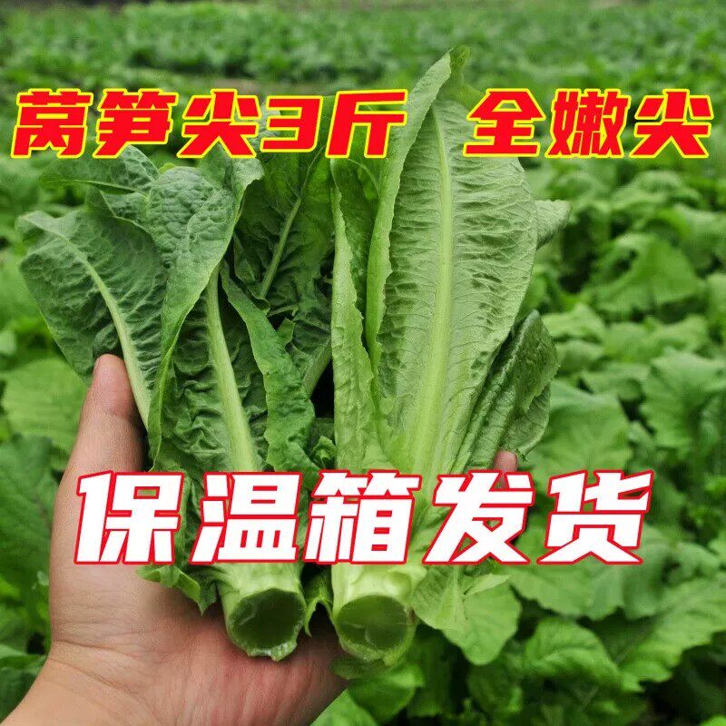 四川特产新鲜莴笋尖凤尾当季新鲜时令特色绿色蔬菜下面条涮火锅