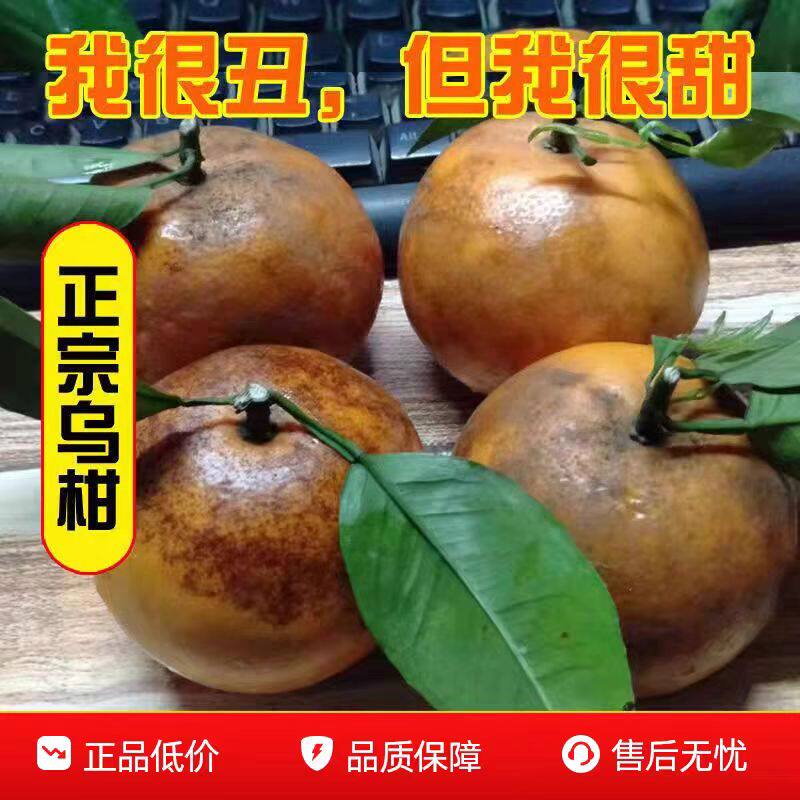 正宗广西乌柑沃柑应季新鲜水果丑柑橘薄皮桔子3/5/10斤包邮