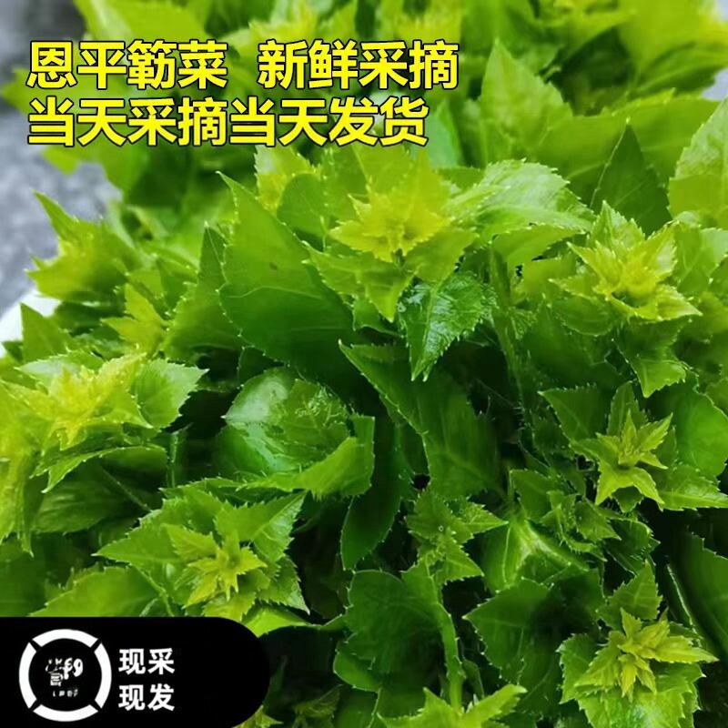 恩平簕菜苦刺心新鲜野菜白簕鲜嫩勒菜三加皮鹅掌簕菜