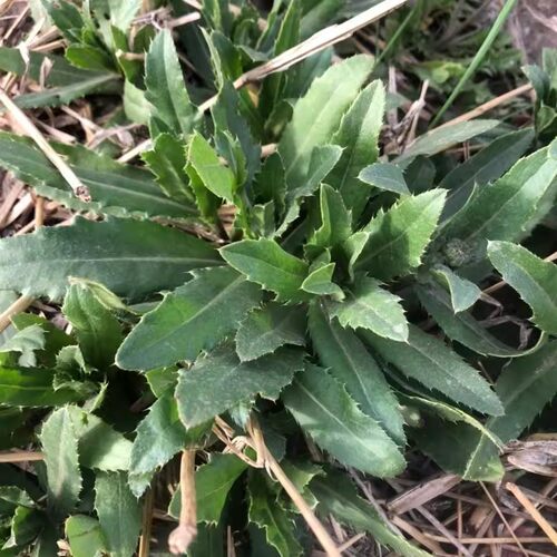 新鲜小蓟草刺菜刺儿菜七七菜野外现挖刺角芽刺青青菜野外