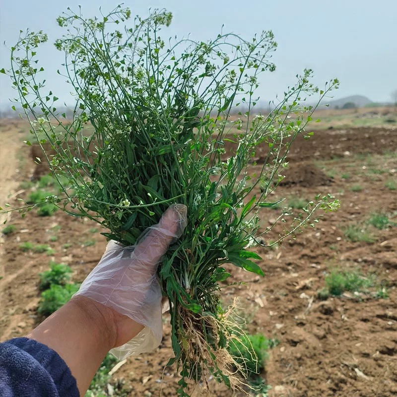 新鲜老荠菜带根花籽整株晒干月子煮水三月三煮鸡蛋野菜现挖野生图片