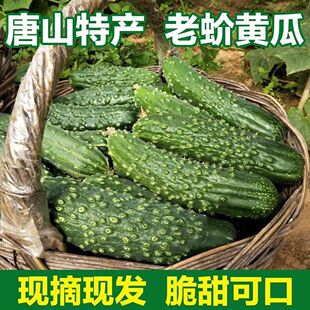 唐山市特产老蚧黄瓜遵化新鲜山黄瓜大刺老芥黄瓜旱秋黄瓜老戒黄瓜